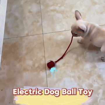 PawplayToys™ Interactive Ball Toy