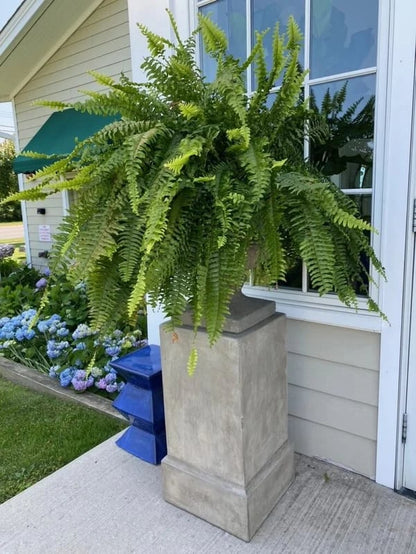 Siste dag 70% AVSLAG - UV-bestandig livaktig kunstig Boston Fern