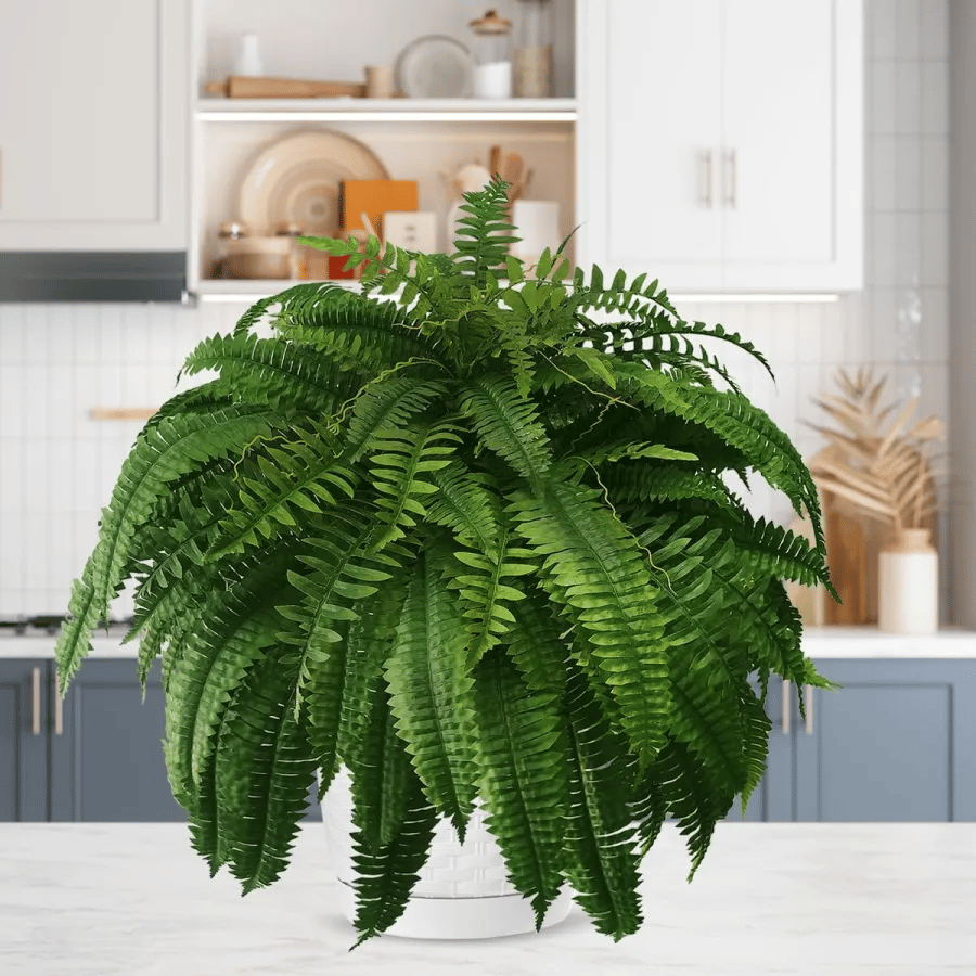 Siste dag 70% AVSLAG - UV-bestandig livaktig kunstig Boston Fern