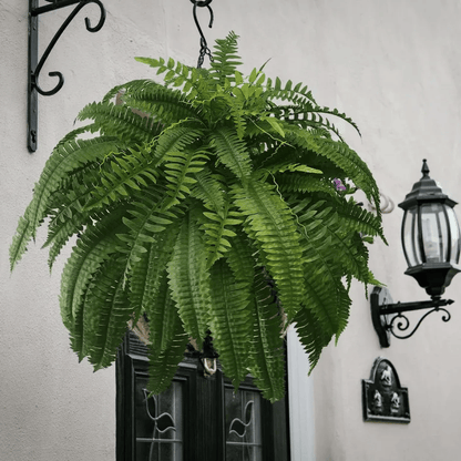 Siste dag 70% AVSLAG - UV-bestandig livaktig kunstig Boston Fern