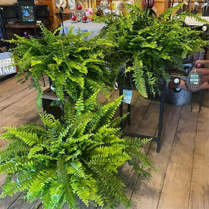 Siste dag 70% AVSLAG - UV-bestandig livaktig kunstig Boston Fern